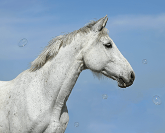 Grey Polish Sports horse portrait