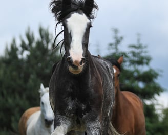 Grey Shire horse galloping head on