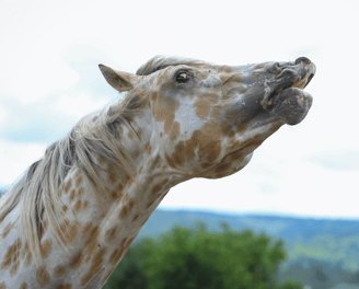 Buckskin leopard appaloosa fleming