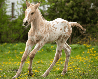 Buckskin leopard appaloosa foal