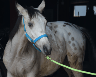 Buckskin blanket appaloosa foal