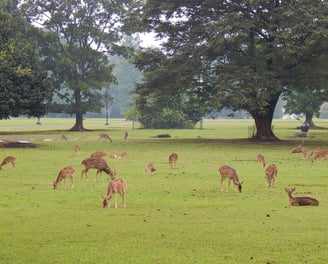 Lush greenery and diverse plant species at Bogor Botanical Gardens in West Java.