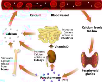 parathyroid hormone disorder
