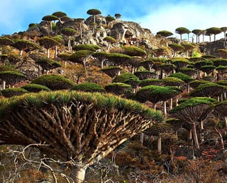 Socotra guide