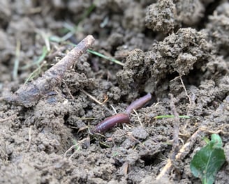 close up photo of a worm in dirt