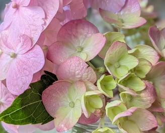 pink and green hydrangea flowers
