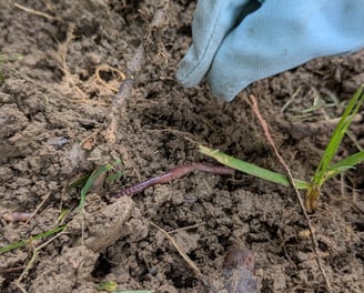 close up photo of a worm and a child's gardening glove
