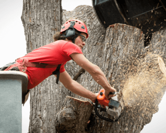 Tree Removal