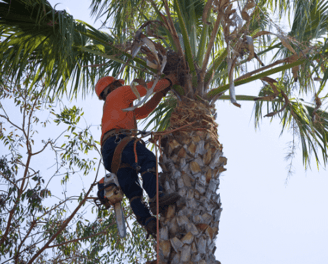 Palm Tree Service