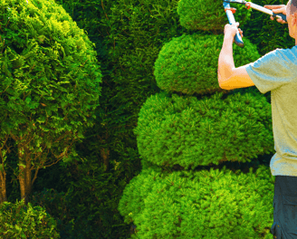 Tree Trimming