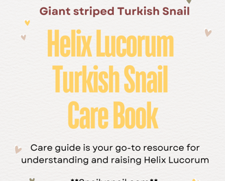 Snail Care Guide - Helix Lucorum Turkish Snail