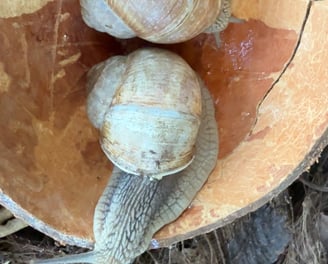 Burgundy Snail Helix pomatia