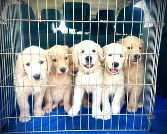 chiots golden retriever qui vont en balade dans la voiture