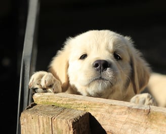 chiot golden retriever école du chiot
