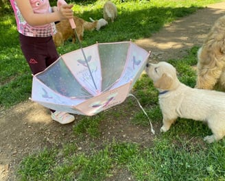 chiot qui s'amuse à l'école du chiot chez nanette