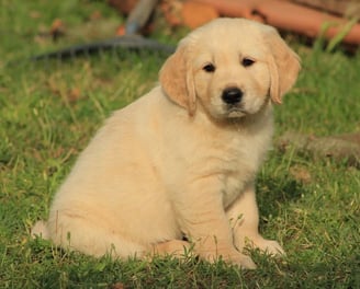 chiot golden retriever qui pose à l'école du chiot près d'alès