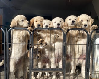 chiots golden retriever chez nanette