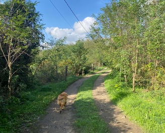 pension chiens dans la campagne près d'ales