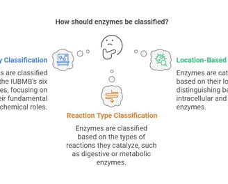 bases of enzyme classification