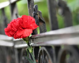 a red cornation flower tied to a cast iron gate in remembrance