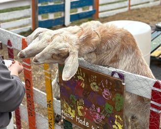 two goata sticking their head over a fence towards a hand with a treat