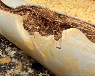 Sewer line blockage tree roots