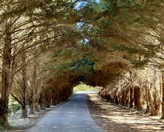 a road with trees and a road sign