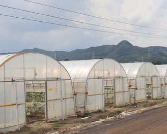 Preserved Flower Factory