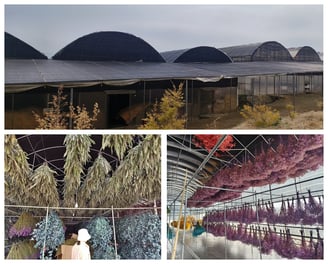 Preserved Flower Factory