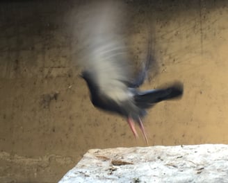 An abstrct photograph of a bird that is taking flight.