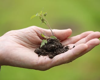 sostenibilità ambientale veganoo