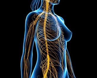 a female body with a brain map