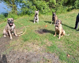 balade groupe chiens instinct de meute