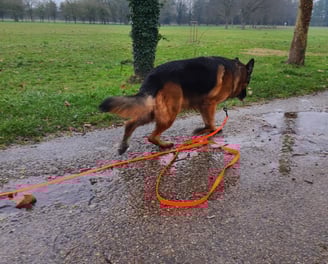 balade individuelle chien instinct de meute