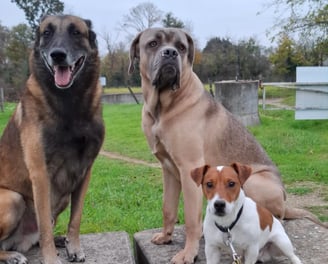 bilan comportemental canin instinct de meute