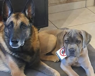 conseil canin instinct de meute