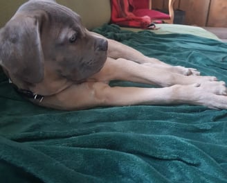 garderie chiot instinct de meute