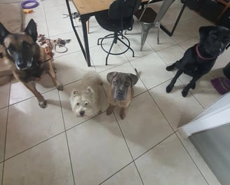 pension canine instinct de meute