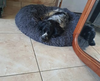 garderie chien instinct de meute