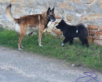 education canine harmonie instinct de meute