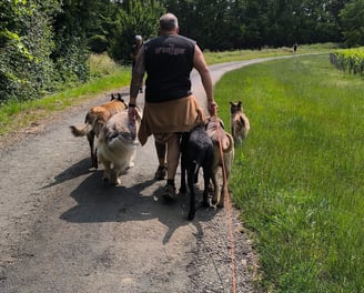 balade groupe chiens instinct de meute