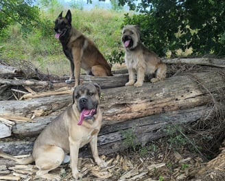 education canine ludique instinct de meute