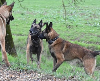 reeducation canine instinct de meute