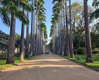 Jardin-Botanique-Rio-de-Janeiro