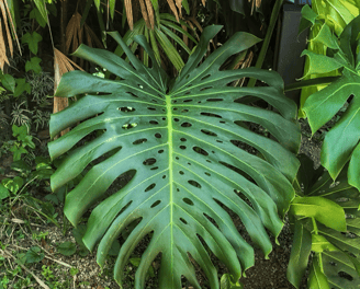 Jardin-Botanique-Rio-de-Janeiro