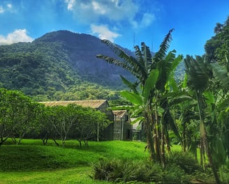 Le Jardin Sensoriel Jardin-Botanique-Rio-de-Janeiro