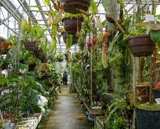 Serre des Plantes Carnivores Jardin-Botanique-Rio-de-Janeiro