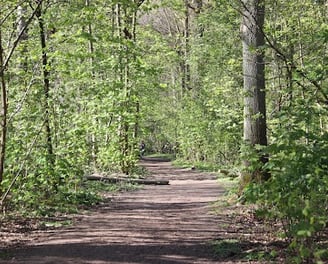 Forêt de Soignes