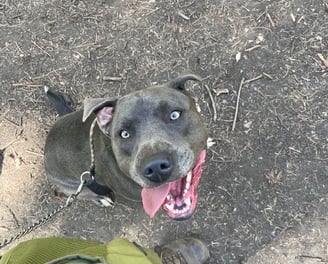 Lyndon waiting for treats on his walk!