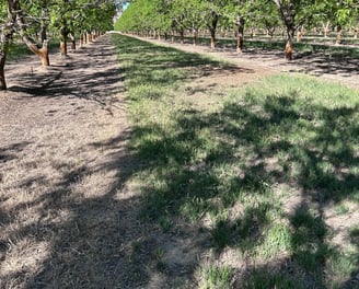 Pecan orchard with cover crop between rows.